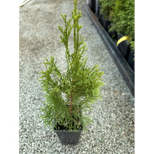 Туя Смарагд 60 см.