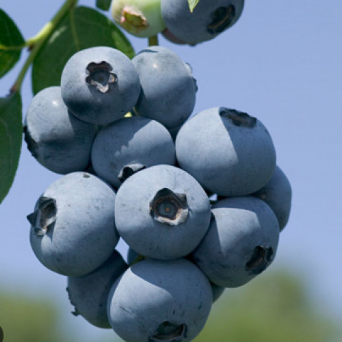 Боровинка сорт Бригита