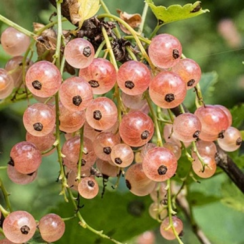 Френско грозде  "Gloire des Sablons"