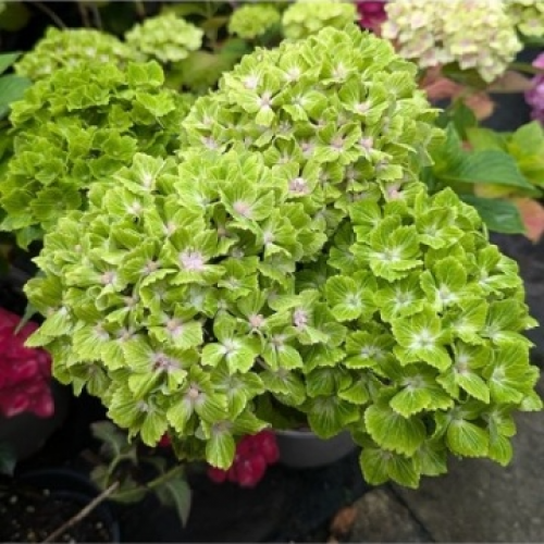 Хортензия  "Magical Green Cloud"