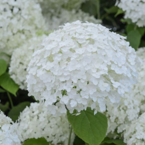Хортензия "Annabelle"