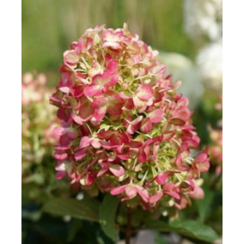 Хортензия "Graffiti" (paniculata)