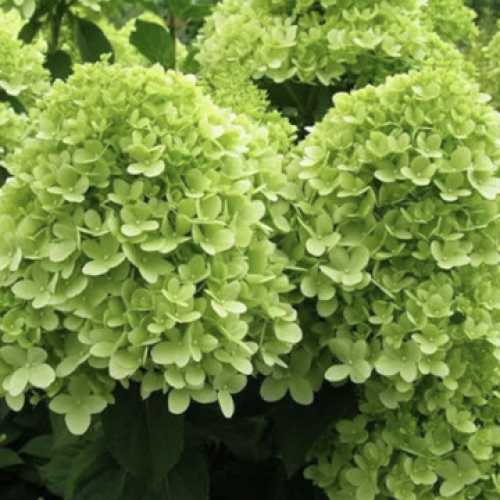 Хортензия "Mojito"