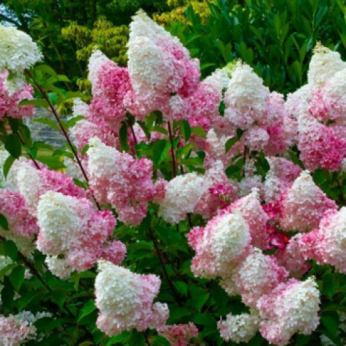 Хортензия "Vanille Fraise" (Hydragea pan Vanille Fraise)