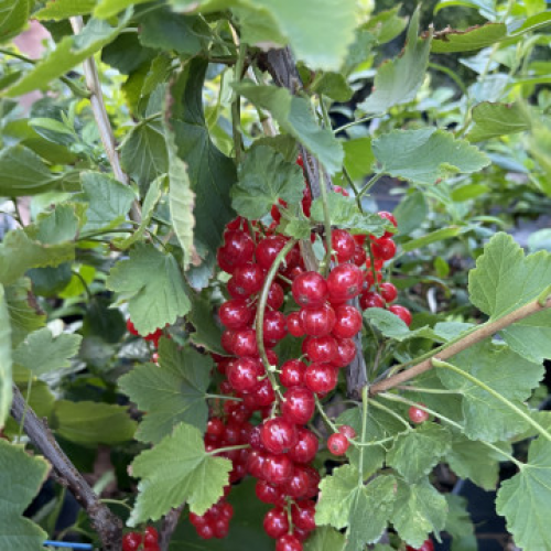 Червено Френско Грозде "Ровада"