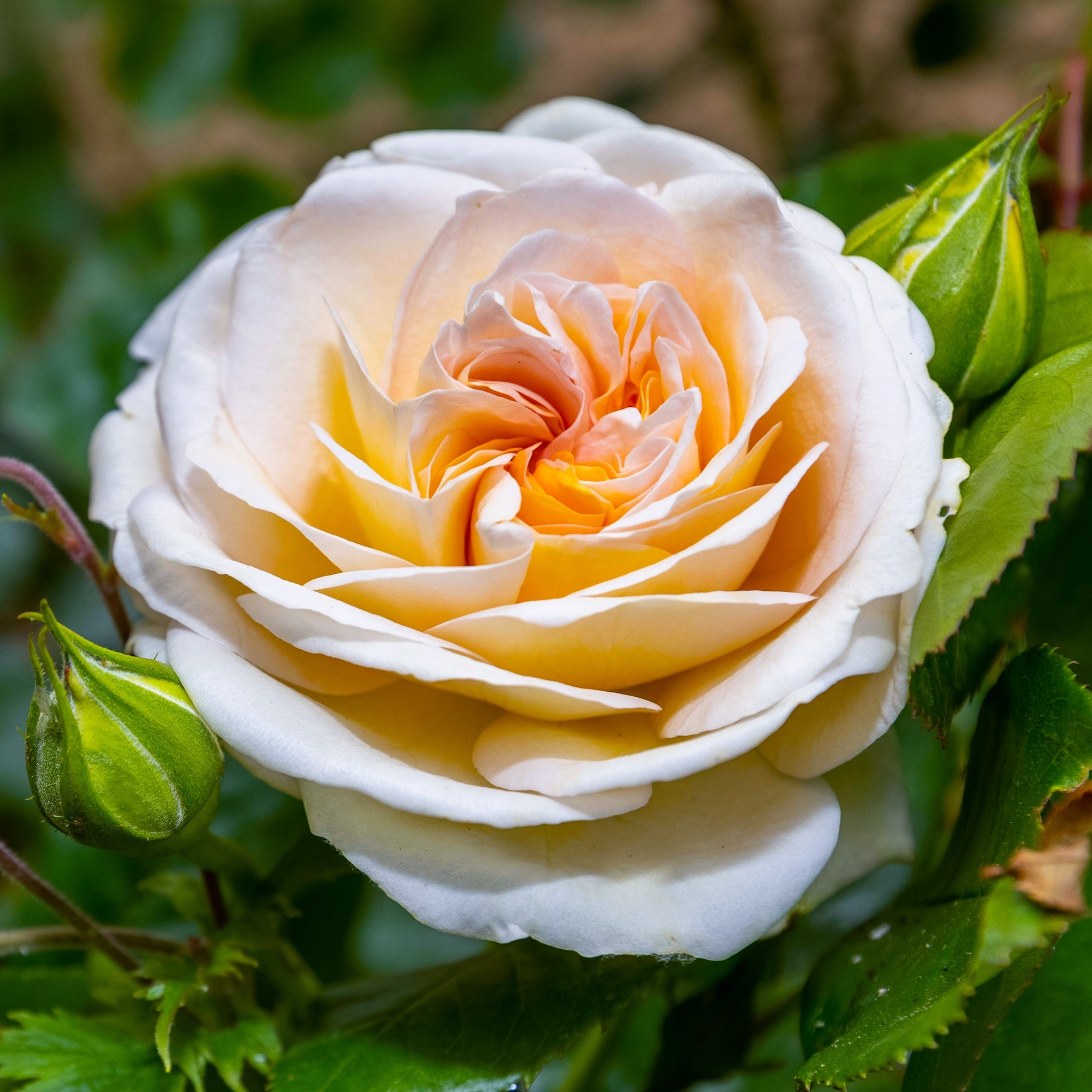 Роза "Timeless Cream"