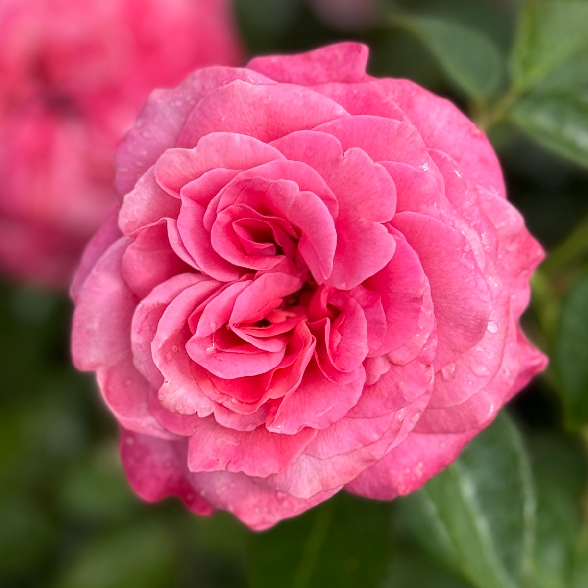 Роза Timeless Pink