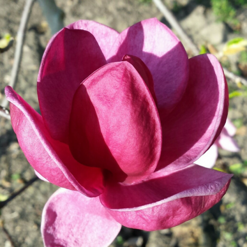 Магнолия "Genie" PBR (7.5л саксия)