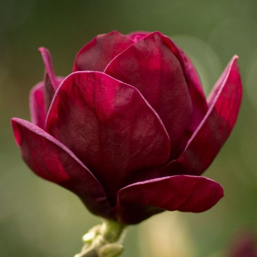 Магнолия "Red as Red"