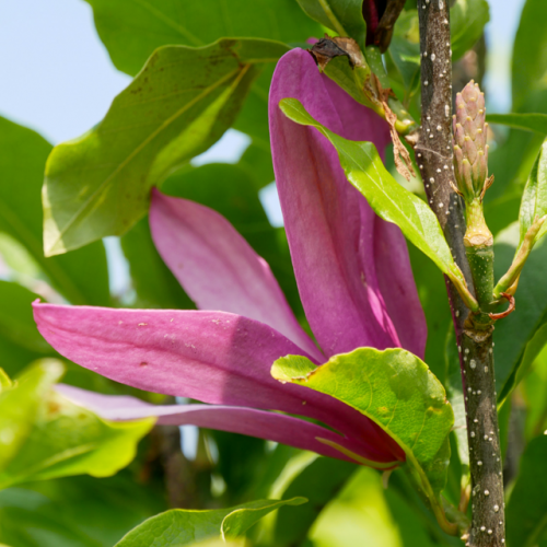 Магнолия "Susan"