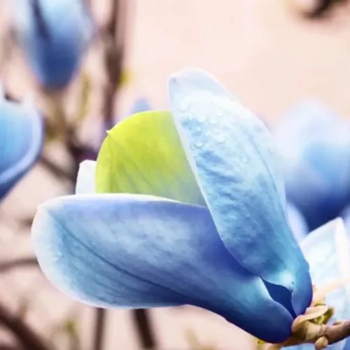 Магнолия "Blue opal" (3л саксия)