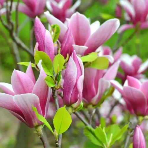 Магнолия "George Henry Kern"