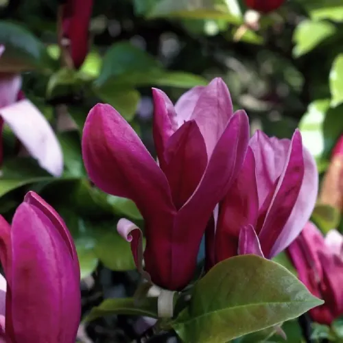 Магнолия "Liliflora Nigra"