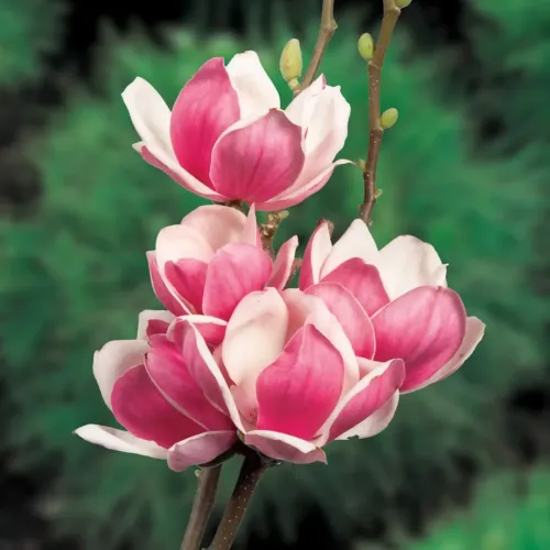 Магнолия "soul Satisfaction"