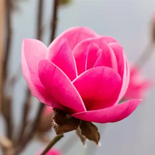 Магнолия "Watermelon"