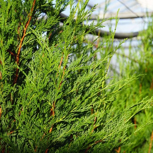 Лейланди Cupressocyparis l. Tweeduizendeen