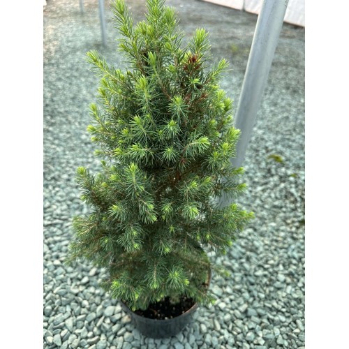 Бял Смърч "Коника" (Picea abies conica)