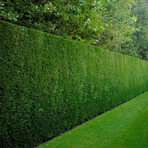 Лейланди (Cuppressocyparis leylandii)