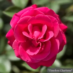 roza-home-florist-timeless-charisma-на Топ Цена от Градински център Разсади Про