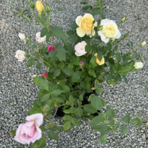 Промо Пакет 5 бр. Храстовидни Рози