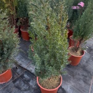 Промо Пакет 3 бр. Юниперус Стрикта Juniperus chinensis Stricta