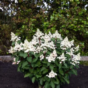 Хортензия паникулата Living Infinity