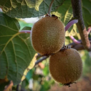 Киви „Джени“