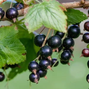 Касис сорт Titania (Гол Корен)