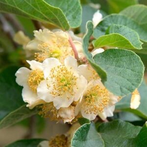 Киви "Tomuri" (Мъжки опрашител за Hayward и Green Light)