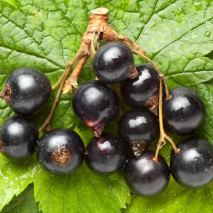 Касис "Титания"