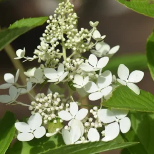 Хортензия "Confetti"