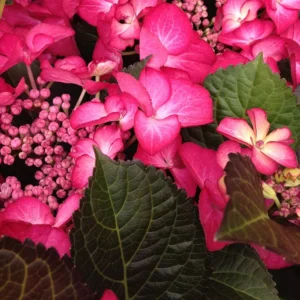 Хортензия "Daredevil"