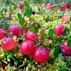 Червена боровинка "Stevens"