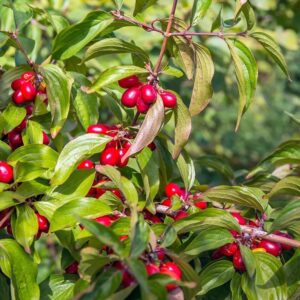 Плодови дървета