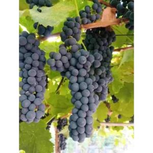 Винена лоза "Кайлъшки рубин"