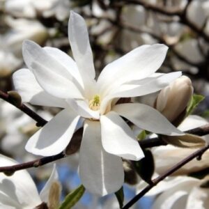 Магнолия "Merrill"