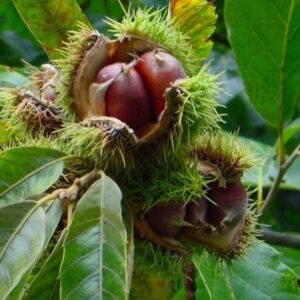 Ядлив Кестен