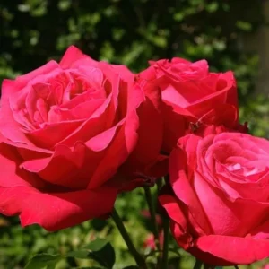 Роза "Burgund 81"