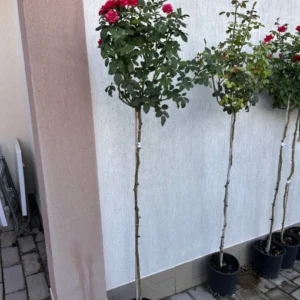 Щамбови Рози