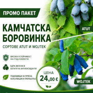 Промо Пакет Камчатска боровинка ('Wojtek' + 'Atut')